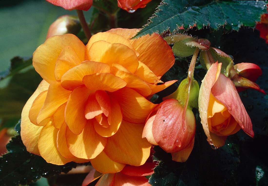 Begonia tuberhybrida (tuber begonia)