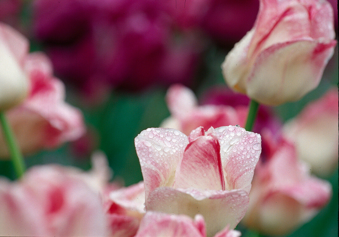 Tulipa Triumph Tulip 'Meissner Porzellan' with dewdrops Bl 00