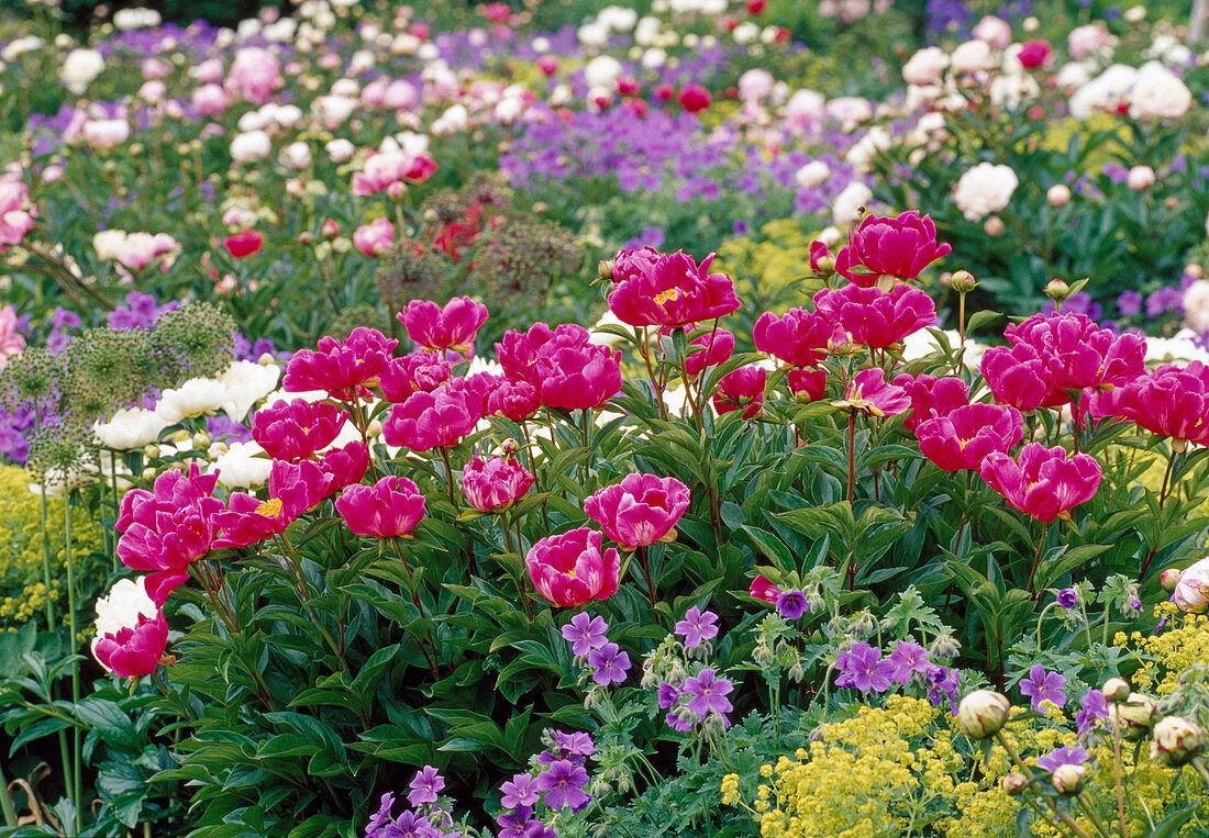 Paeonia lactiflora 'Meissonier' (Pfingstrosen), Geranium (Storchschnabel), Alchemilla (Frauenmantel) Bl. 01