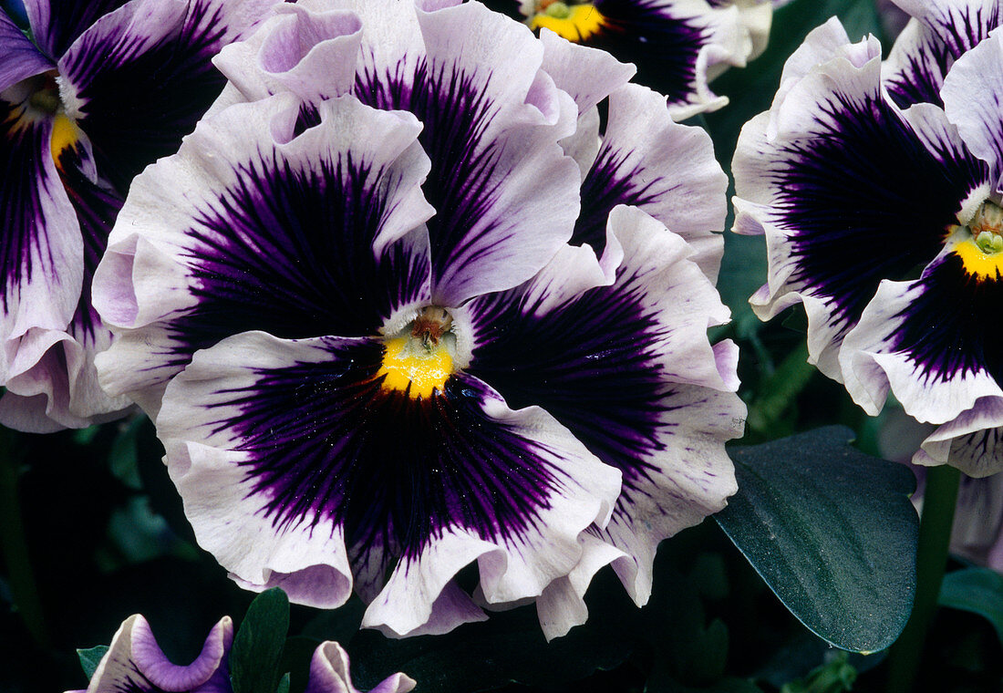 Viola Wittrockiana 'Orchi Blau-Weiß' (Stiefmütterchen) Bl 01