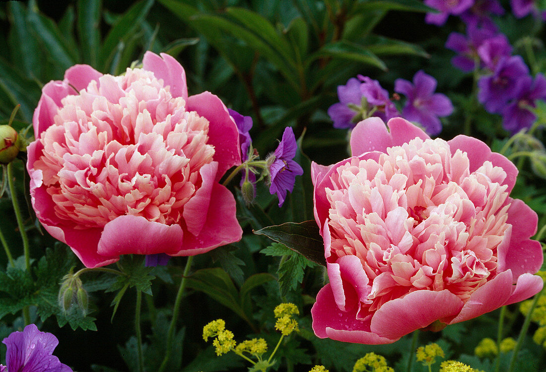 Paeonia lactiflora 'Albert Crousse' (Peonies) Bl.01