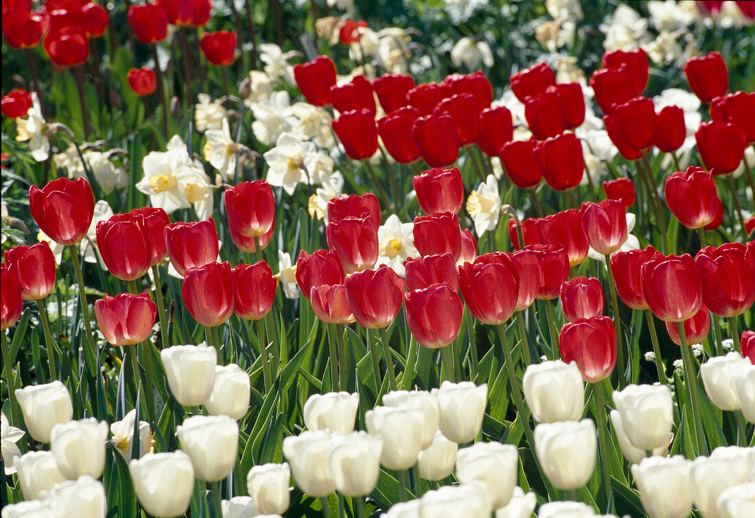 Tulipa (tulips) and Narcissus (daffodils)