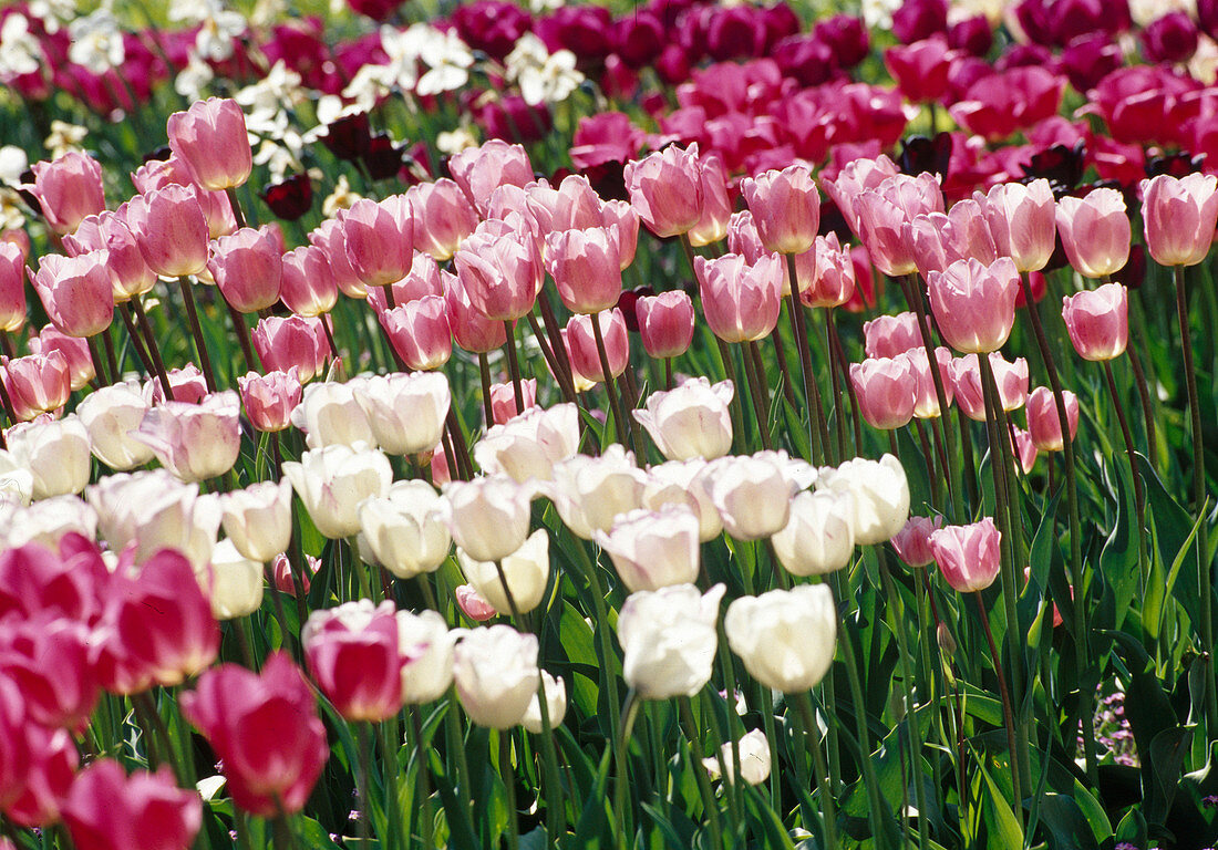 Tulipa (Tulips) - Bedding