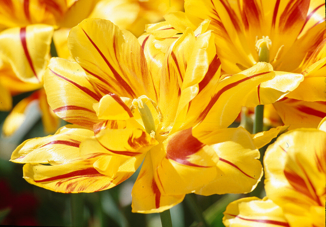 Tulipa 'Monsella' Double early tulip