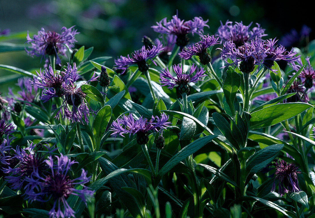 Centaurea montana (Berg-Flockenblume) Bl 01