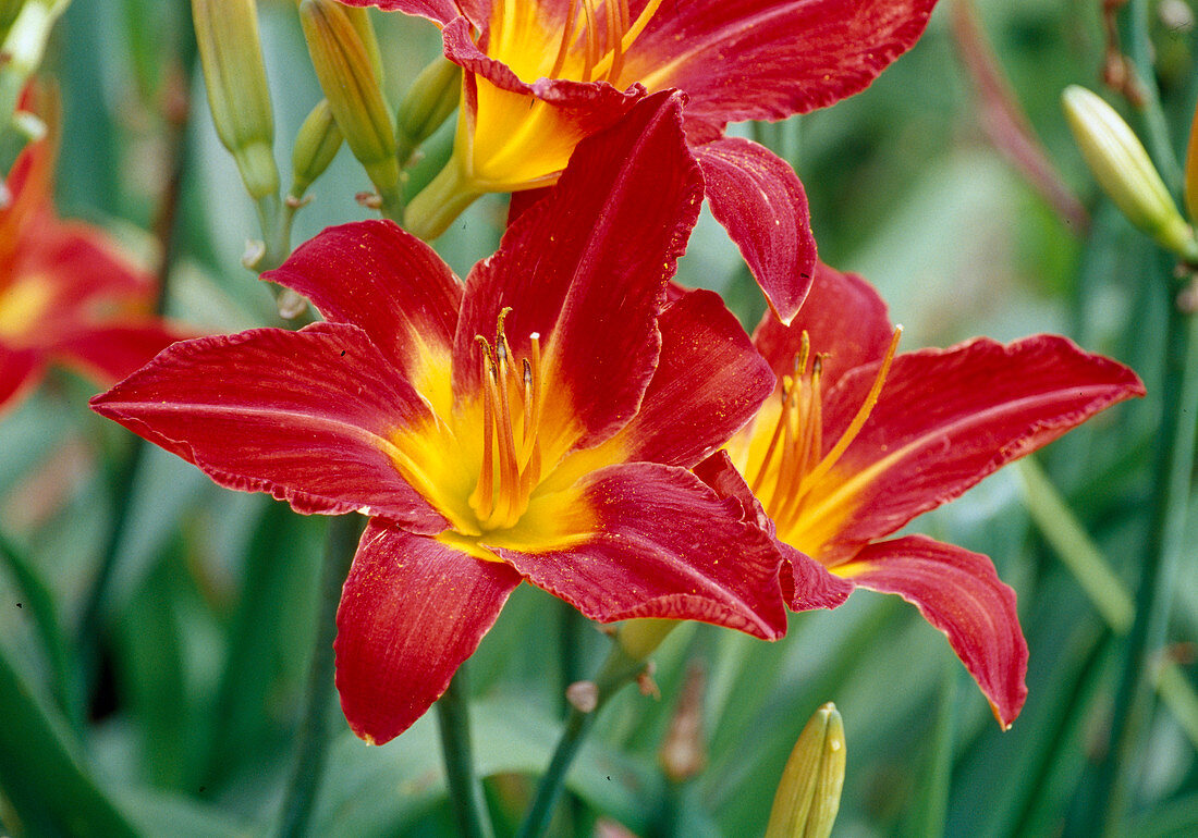 Hemerocallis hyb. (Hexenritt) - Daylily, bl. 01