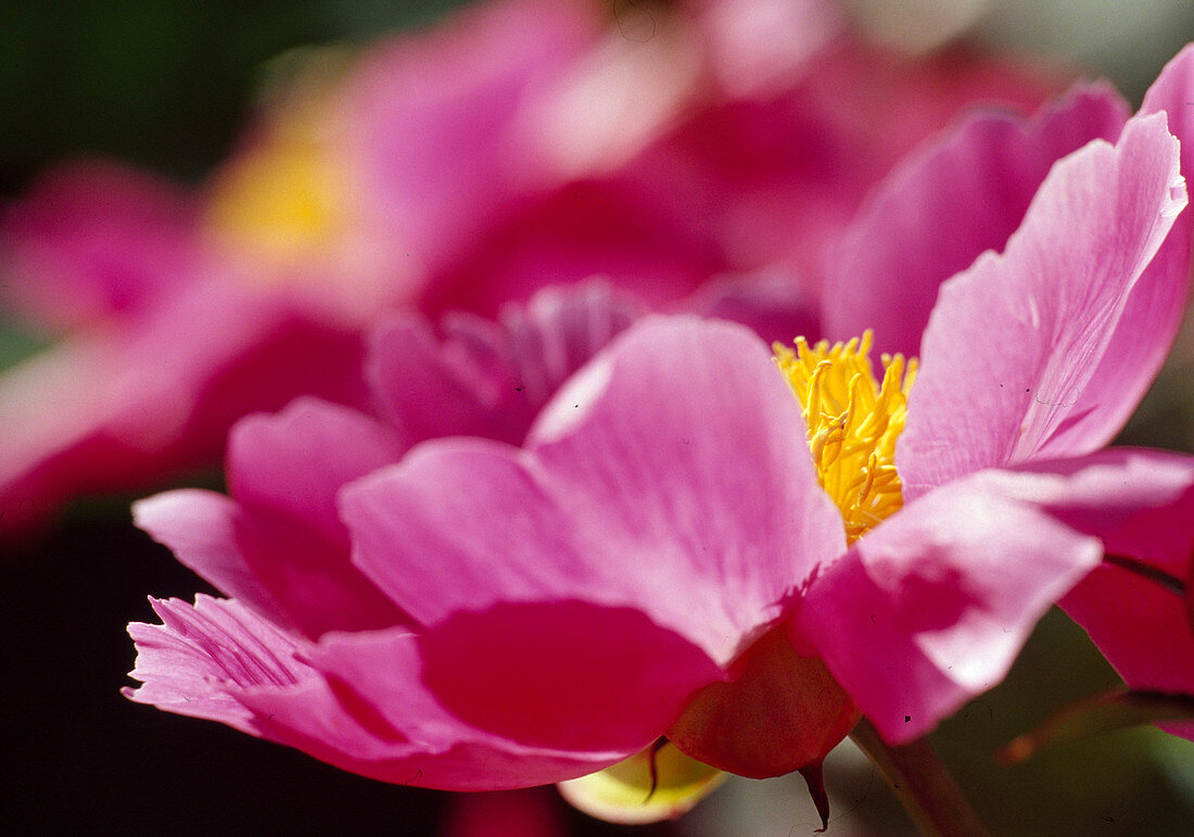 Pfingstrose (Paeonia lactiflora) ‘Lady Wolseley’