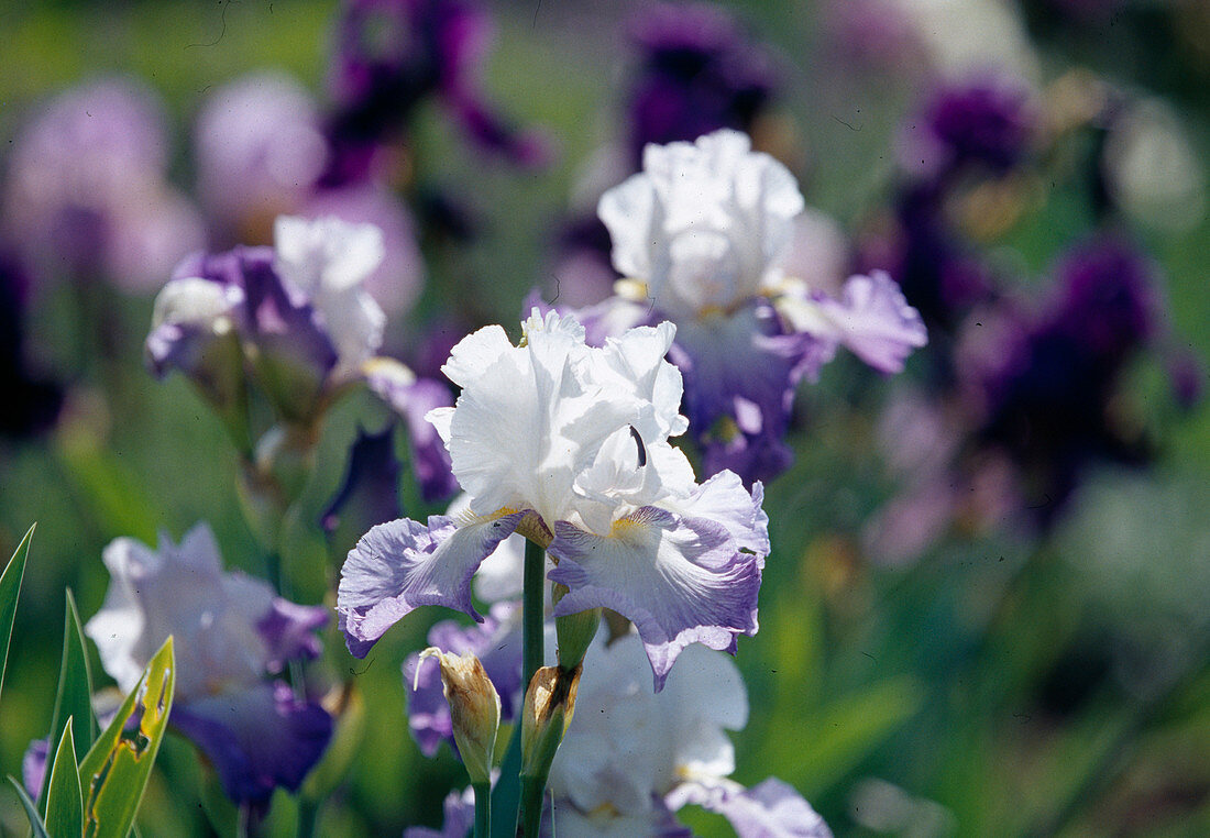 Iris barbata elatior 'Alizes' (Schwertlilie)