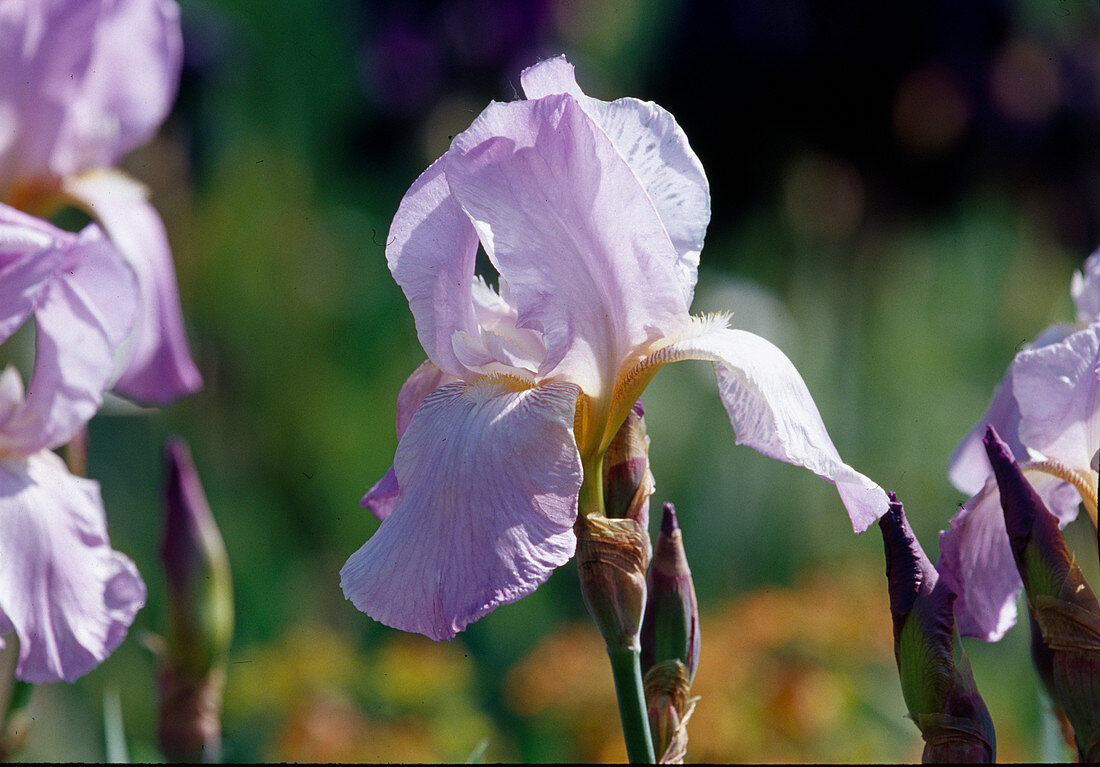 Iris barbata elatior 'Lovely Again' (Schwertlilie)