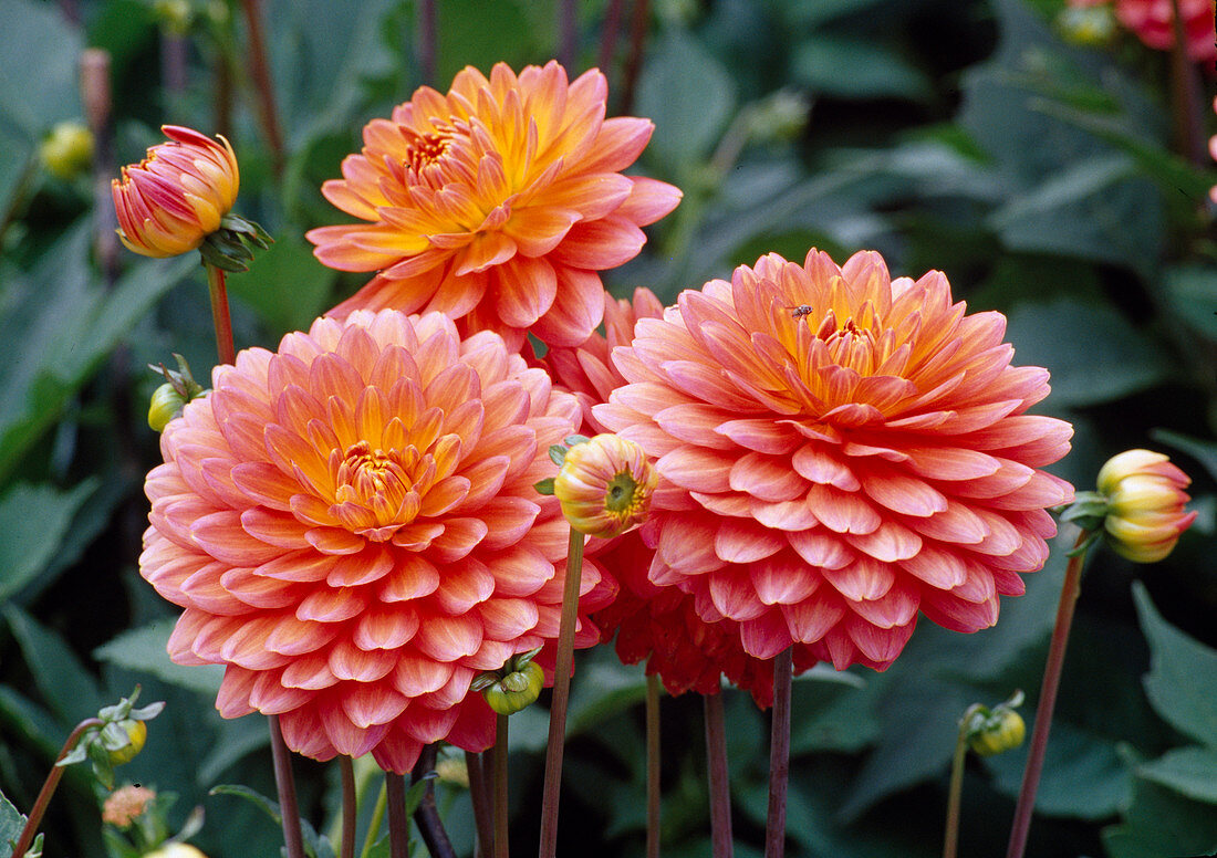 Dahlia-Hybr. Dekorative Dahlie 'Tout a Toi' Bl 01