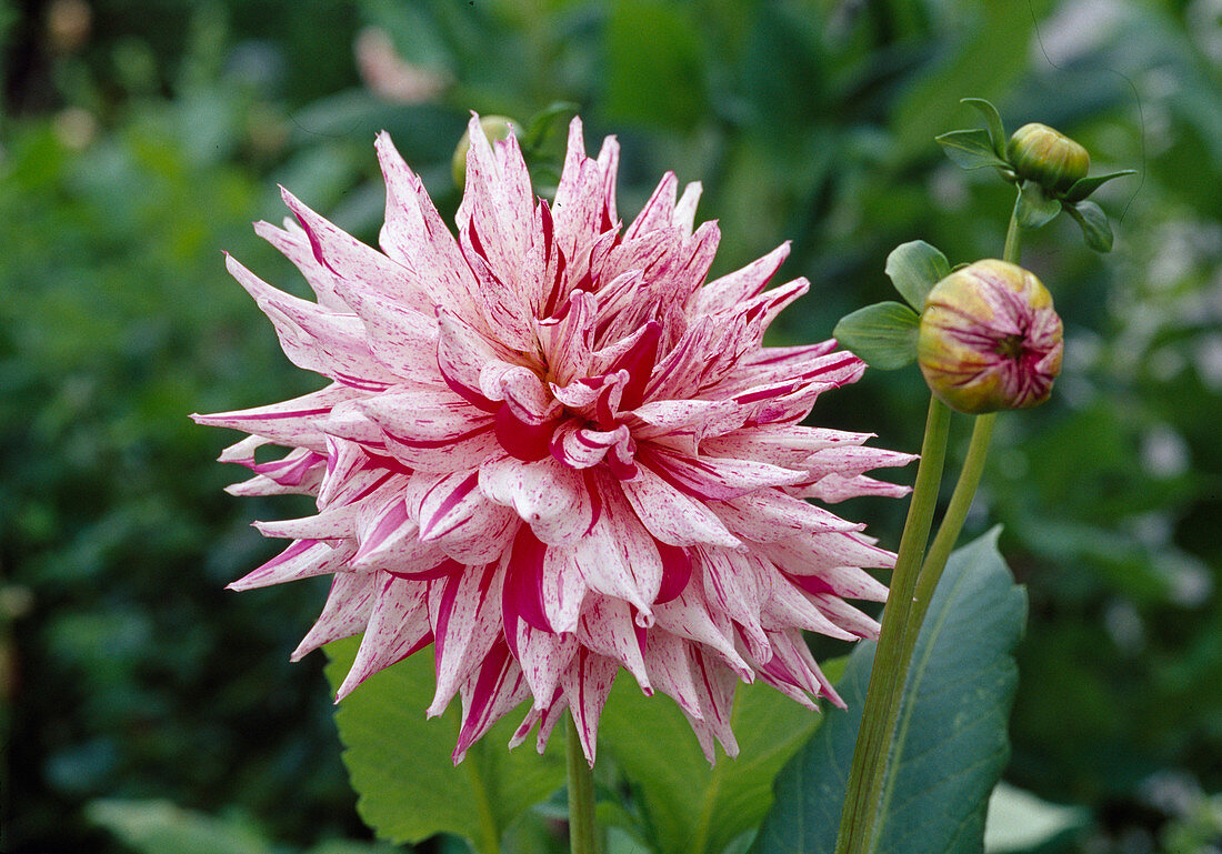 Dahlia Hyb 'Micks Peppermint' (Semi-cactus dahlia) Bl 01