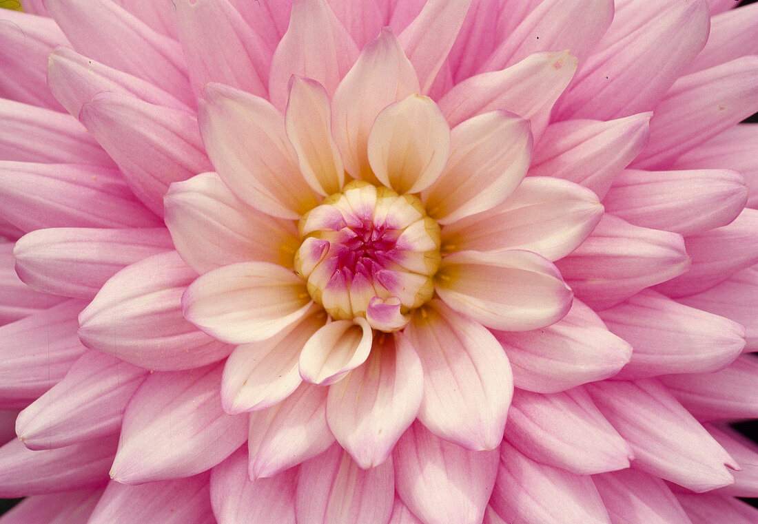 Dahlia hybrid Bl 01