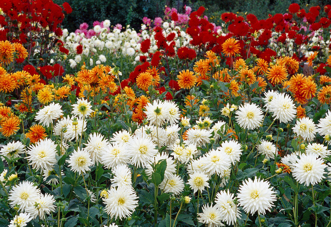 Field with Dahlia hybr. (Dahlias)