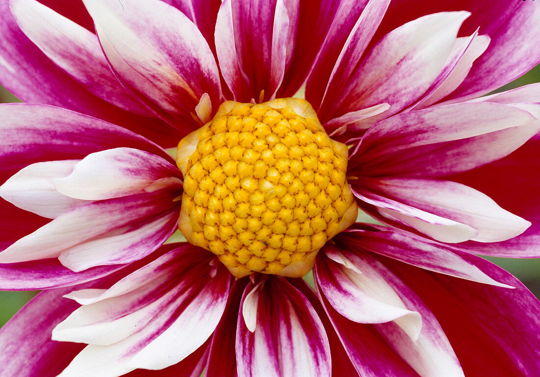 Dahlia (Cervical Dahlia)