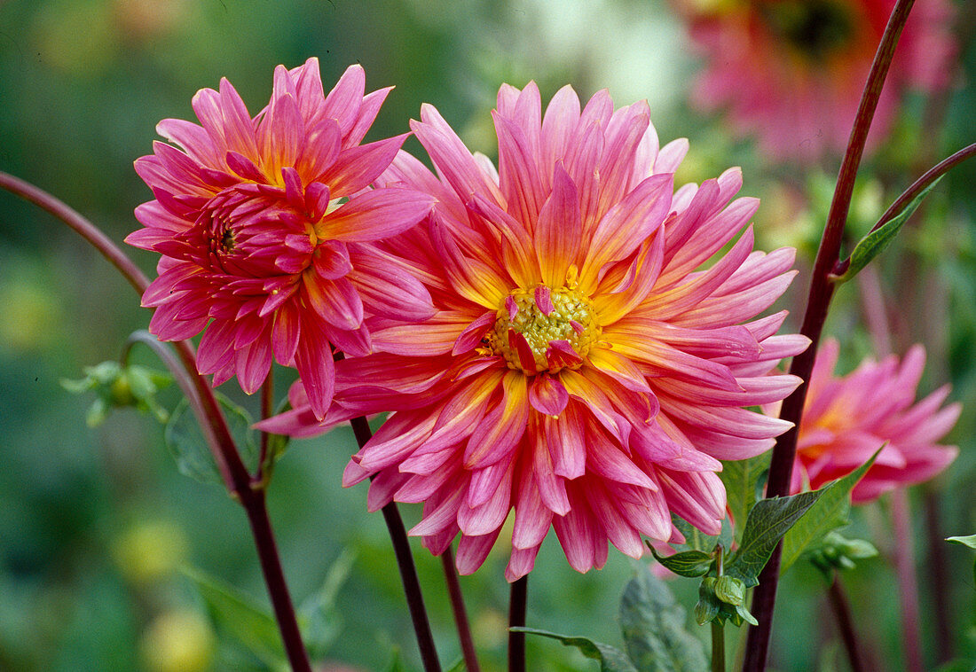 Dahlia hortensis 'Marianne Strauss' (Decorative Dahlia)