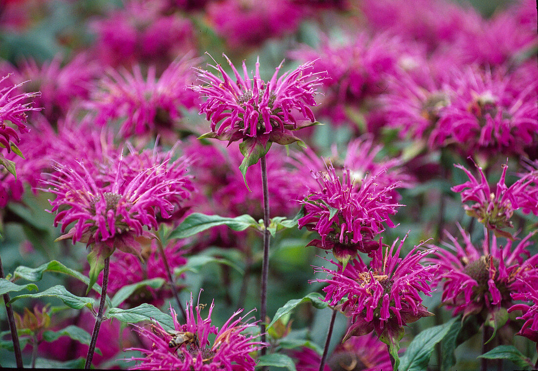 Monarda fistulosa x bartlettii (Peter's Purple) / Indian Nettle BL01