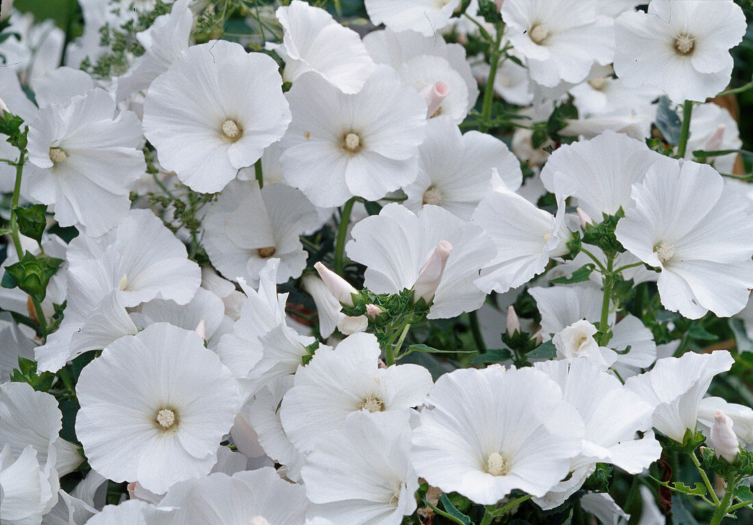 Lavatera trimestris (cup mallow) BL01