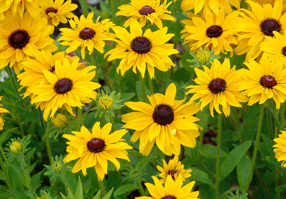 Rudbeckia hirta 'Marmalade' (coneflower Bl 01)