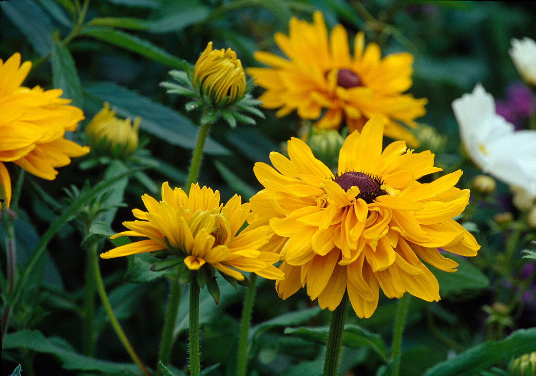 Rudbeckia hirta (Goldilocks) - coneflower BL01