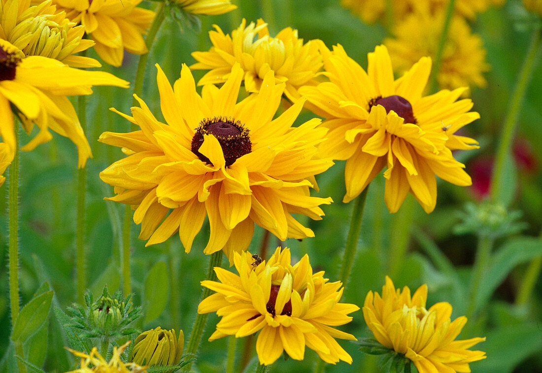 Rudbeckia hirta 'Goldilocks' (Coneflower)