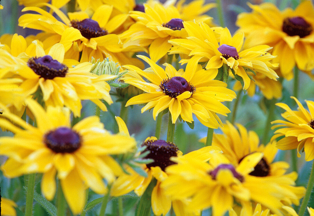 Rudbeckia hirta (Sonnenhut) Bl-01