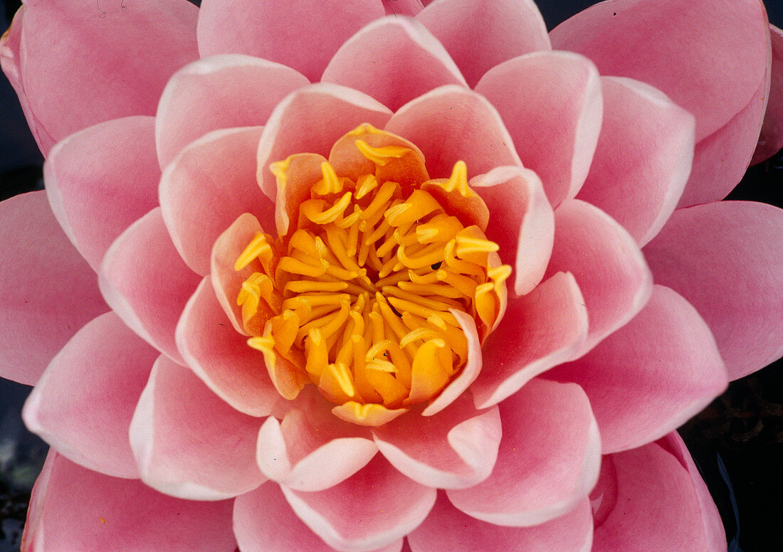 Nymphaea Hyb. 'Peter Slocum' Bl 01