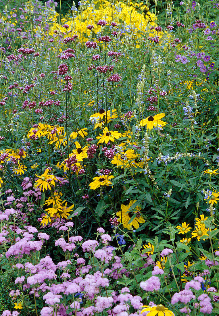 Rudbeckia hirta (coneflower), Ageratum (liverwort), Verbena bonariensis (verbena)