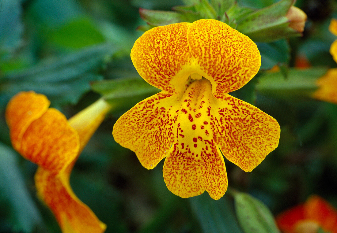 Bateleur flower (Mimulus hybrid)