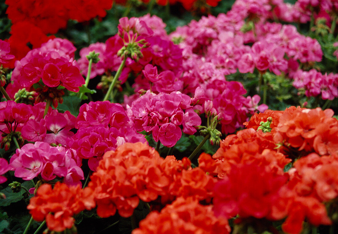 Pelargonium zonal (standing geranium)