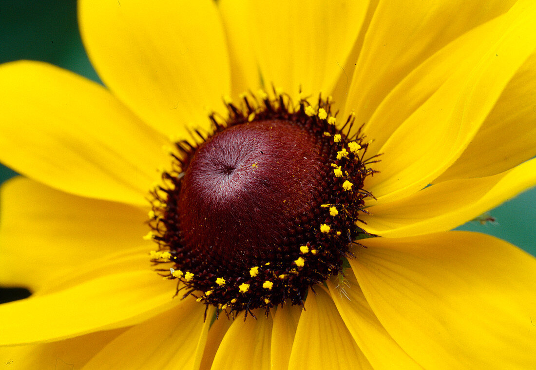 Rudbeckia hirta (Echinacea)