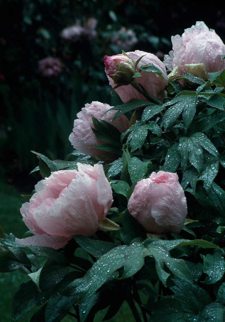 Paeonia suffruticosa 'Ofuji-Nishiki' (shrub peony, wood peony) with water drops