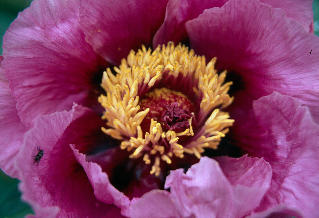 Paeonia suffruticosa 'Ofuji-Nishiki' (Shrub Peony, Wood Peony)