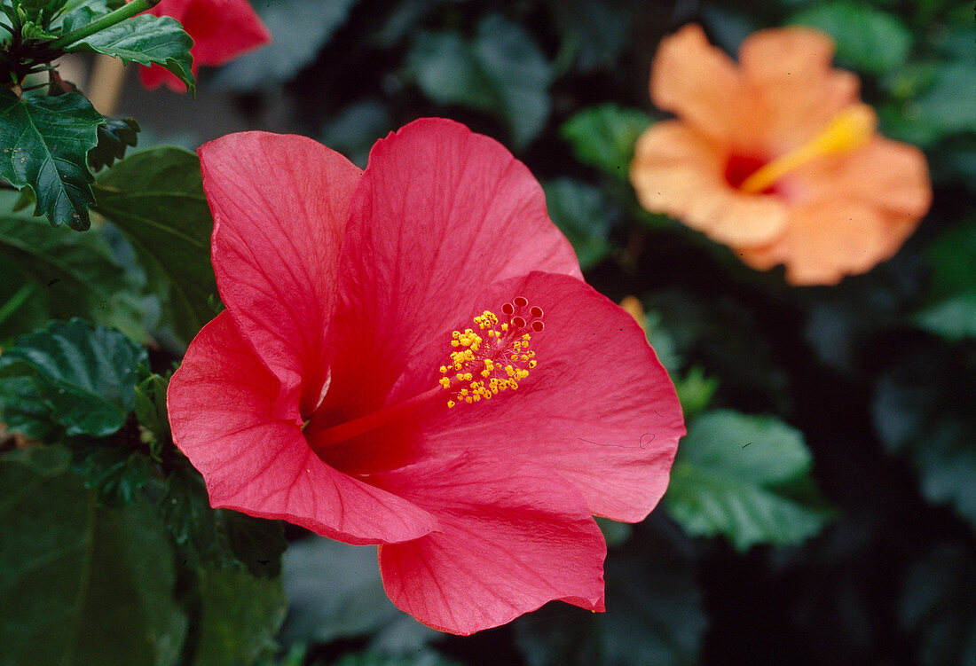 Hibiscus rosa-sinensis (Rose marshmallow)