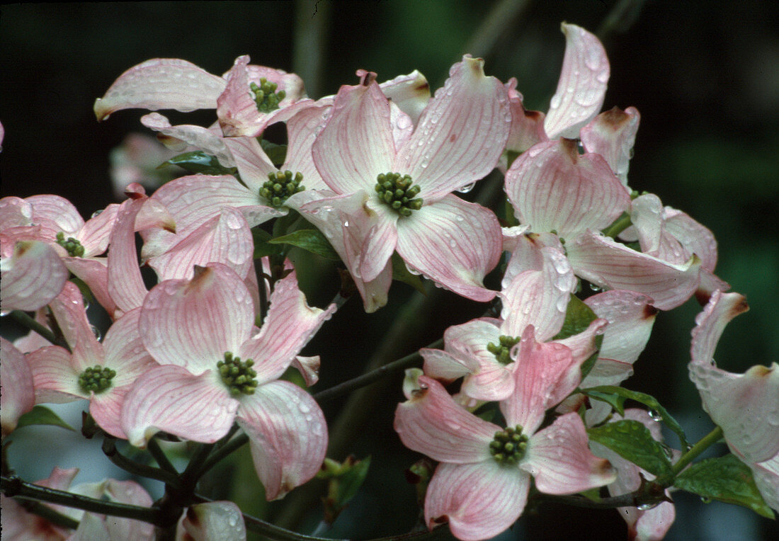 Cornus florida 'Rubra' (Blumenhartriegel)