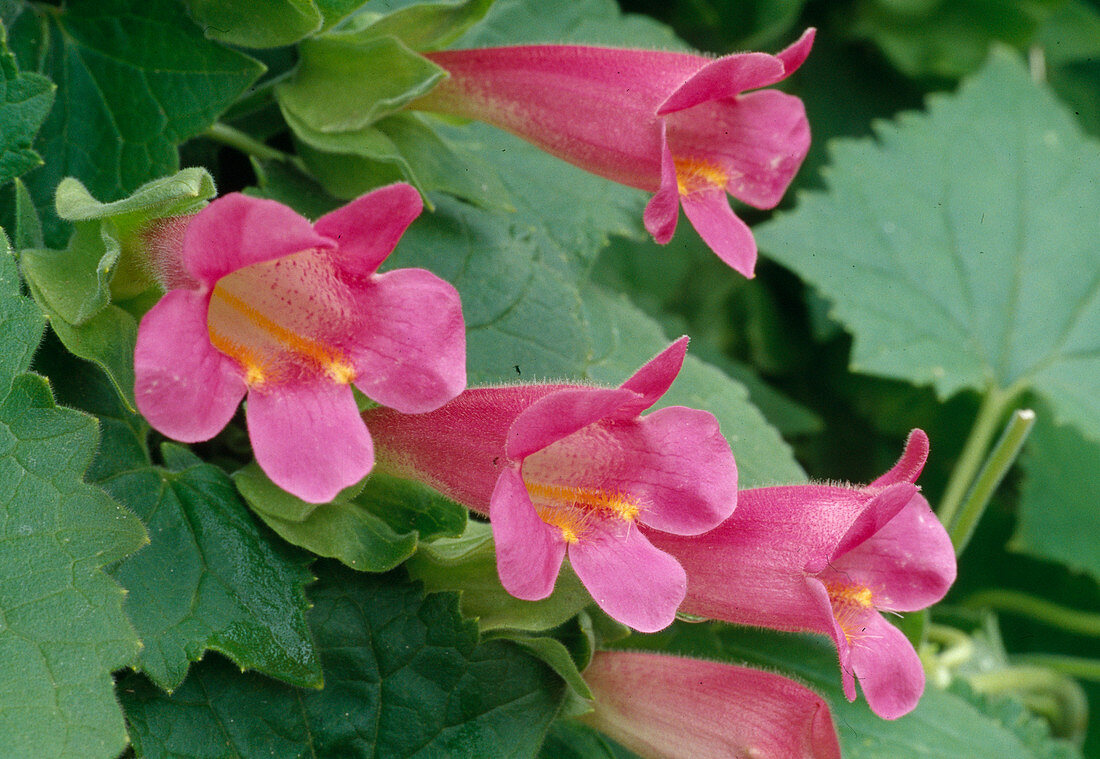 Asarina barclaiana (Climbing snapdragon)