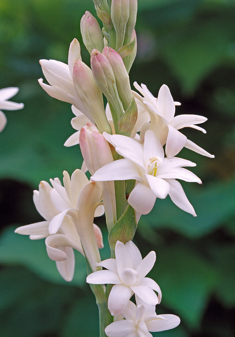 Polianthes tuberosa / Tuberose