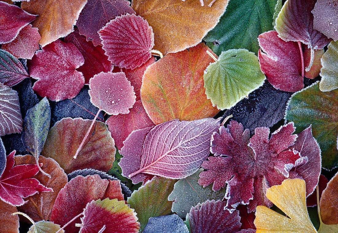 Blätter mit Rauhreif