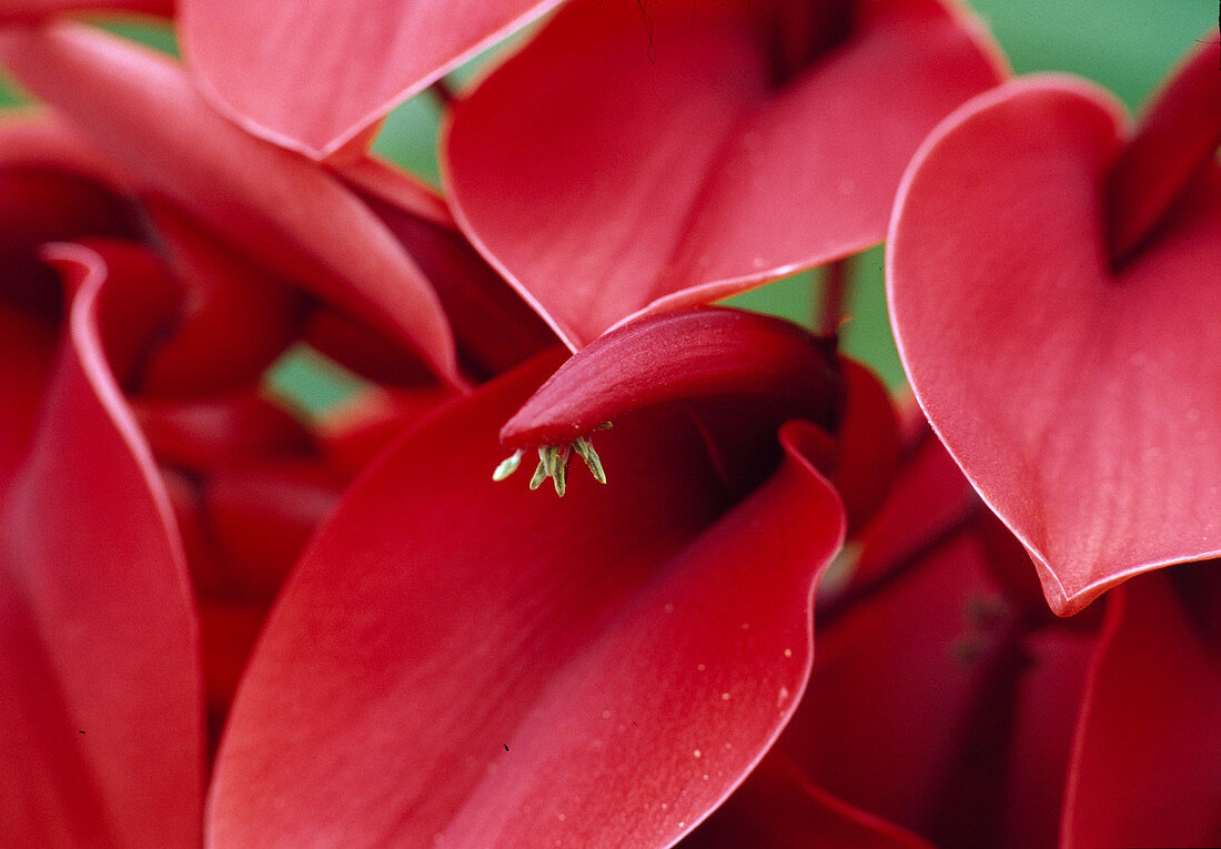 Erythrina crista-galli (Coral Dew)