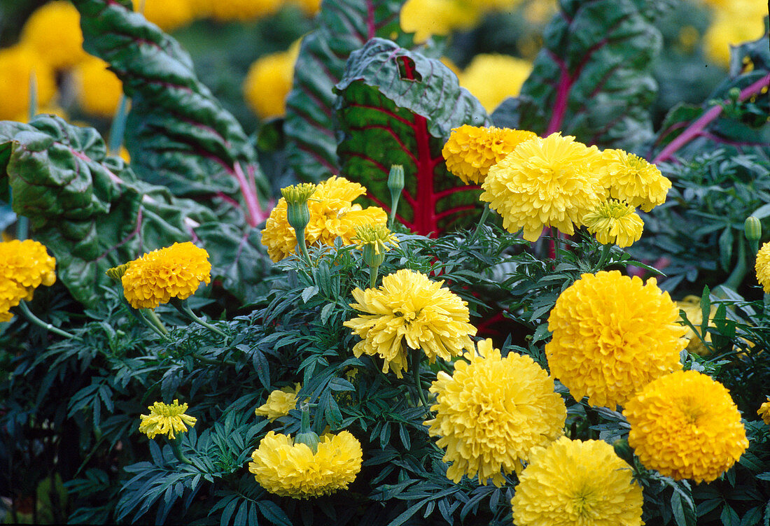 Tagetes erecta (Großblumige Studentenblume) mit Mangold 'Bright Lights' (Beta vulgaris)