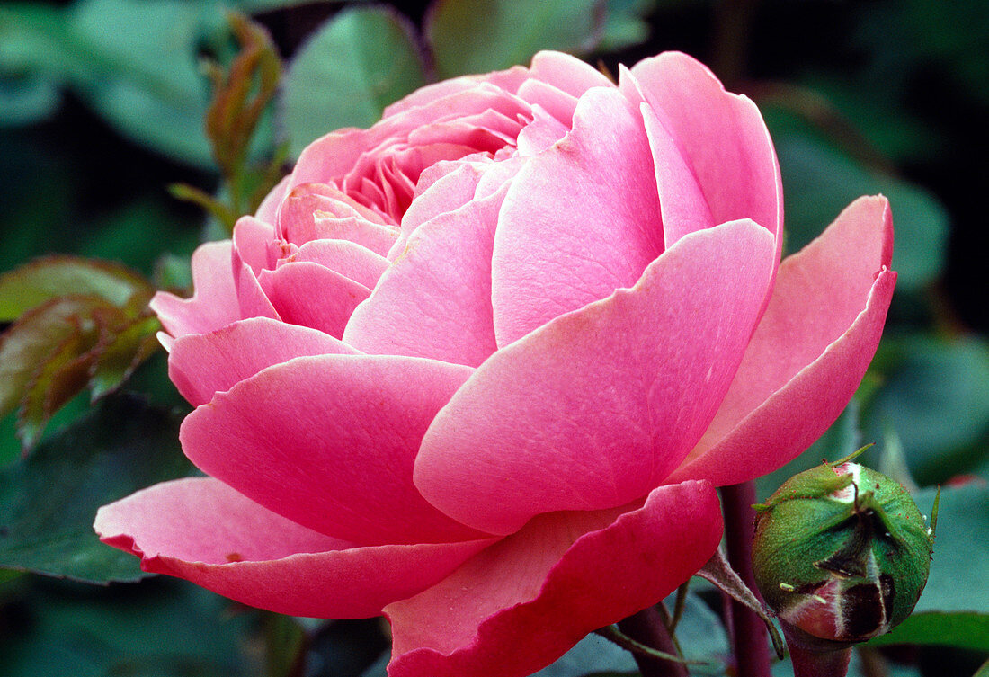 Rosa 'Leonardo da Vinci' (Nostalgia Rose) with double flowers