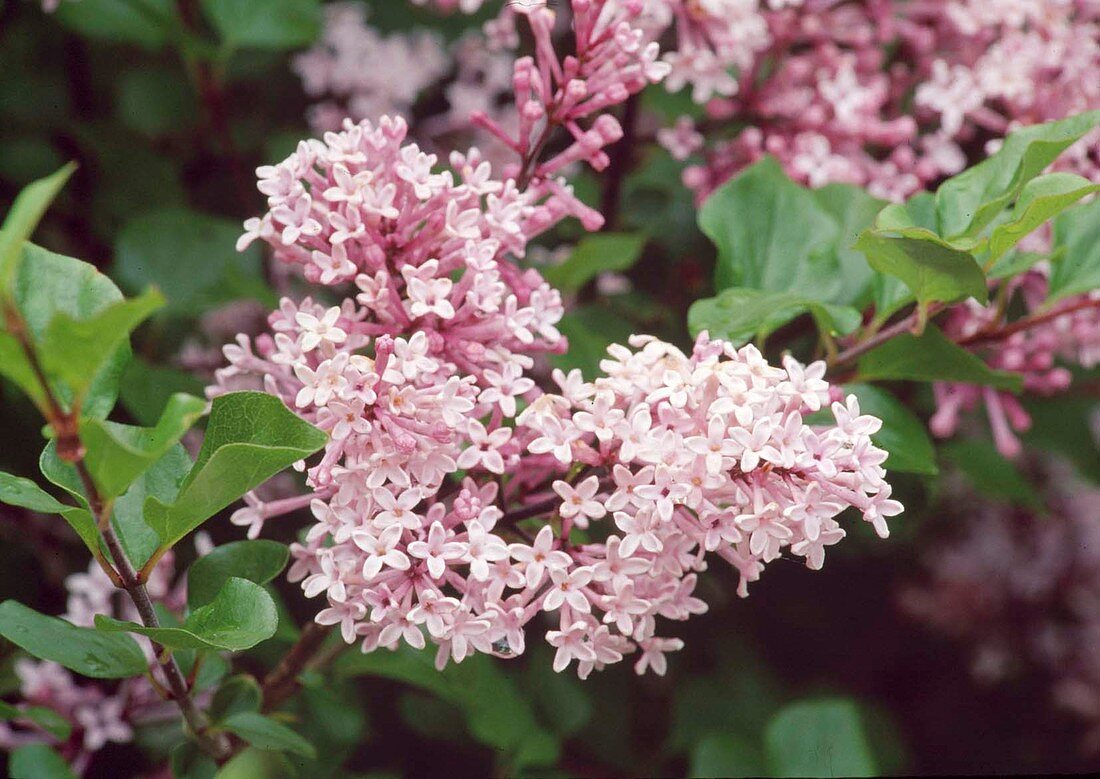 Syringa chinensis (Chinesischer Flieder) Bl 01