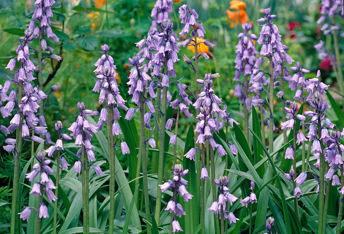 Hyacinthoides hispanica 'Excelsior' BL01