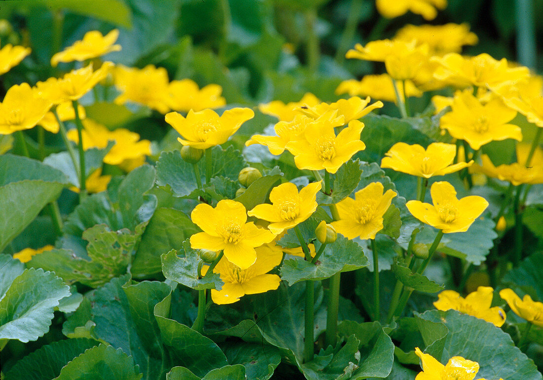 Caltha palustris (Marsh marigold) Bl 01