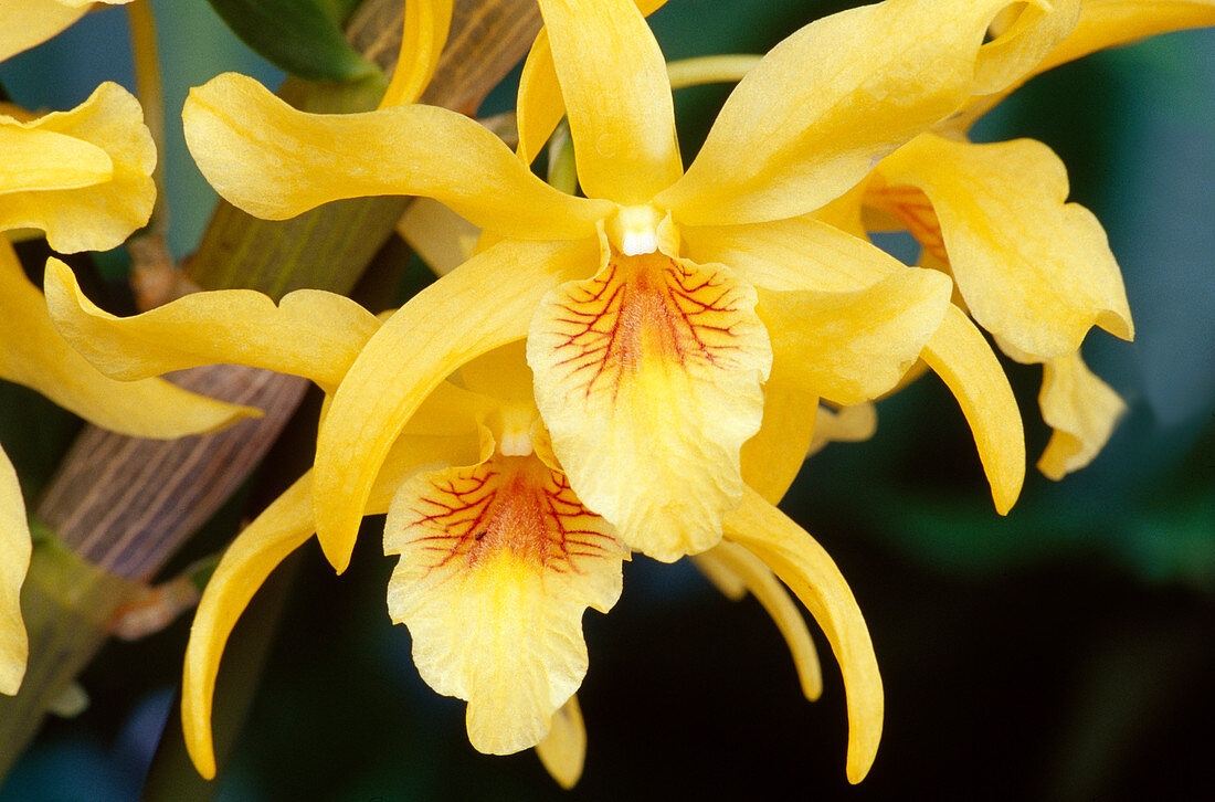 Yellow flower of Laelia orchid