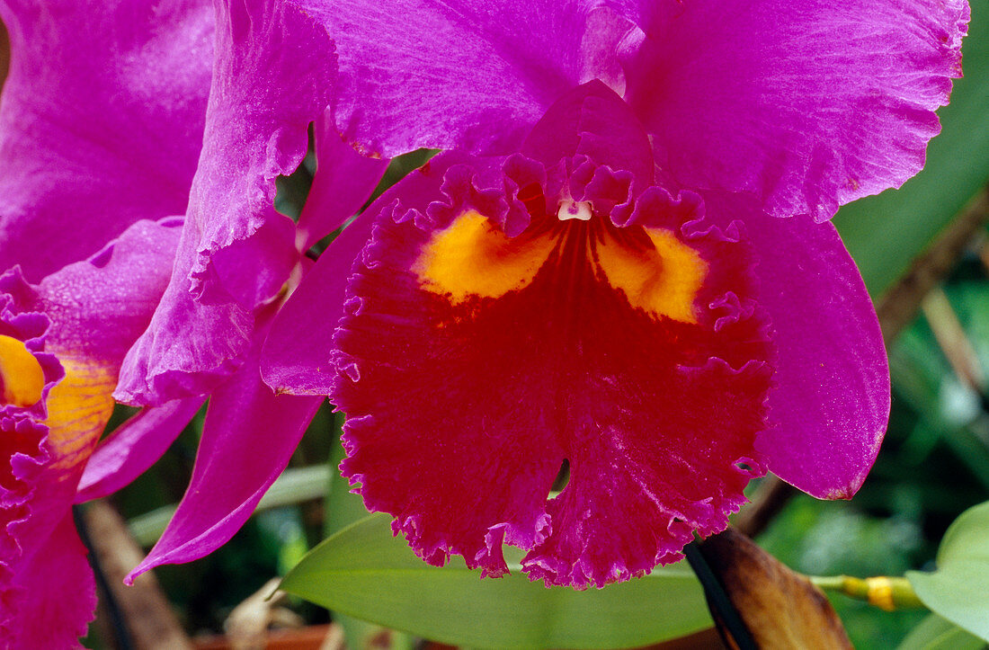 Cattleya hybrid