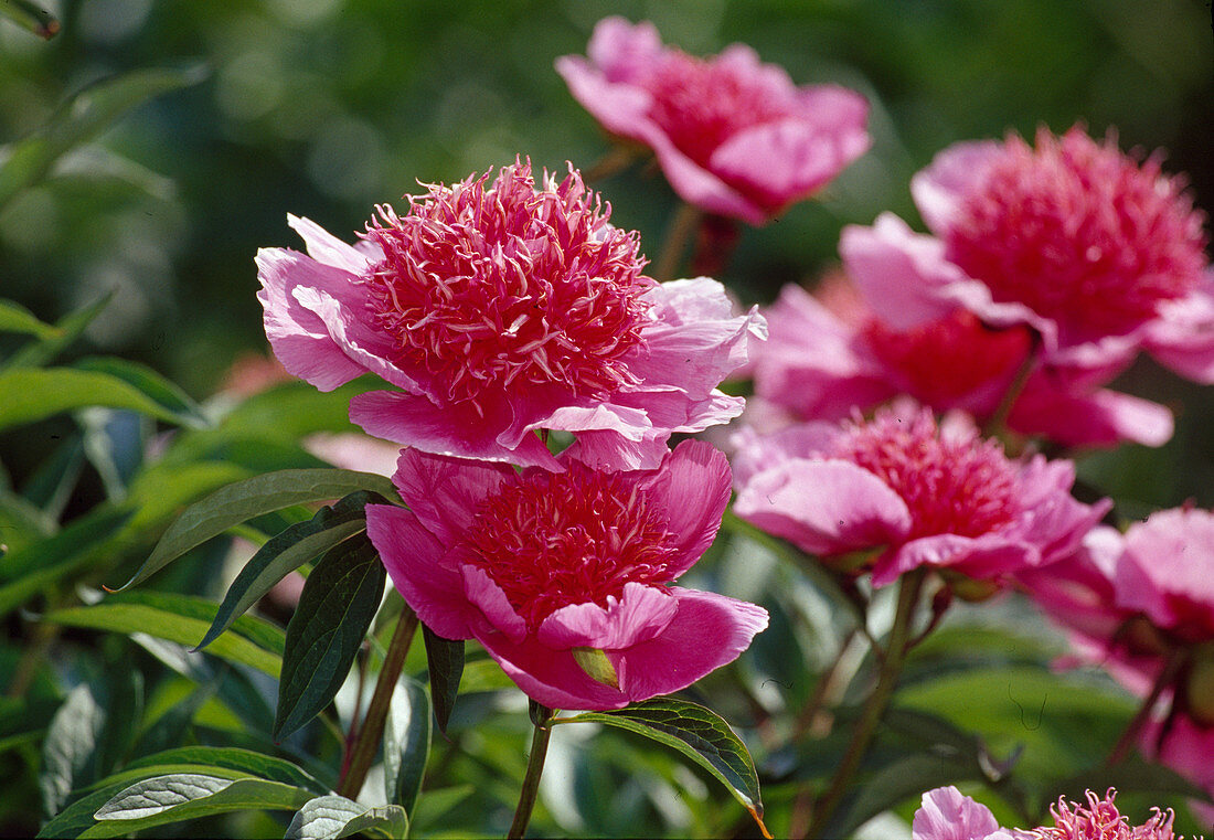 Paeonia Hybrid 'Raspberry Rose' (Peony)