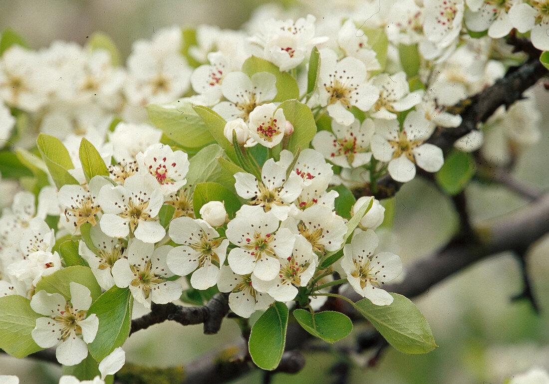 Pyrus communis (Pear flower) Bl 01