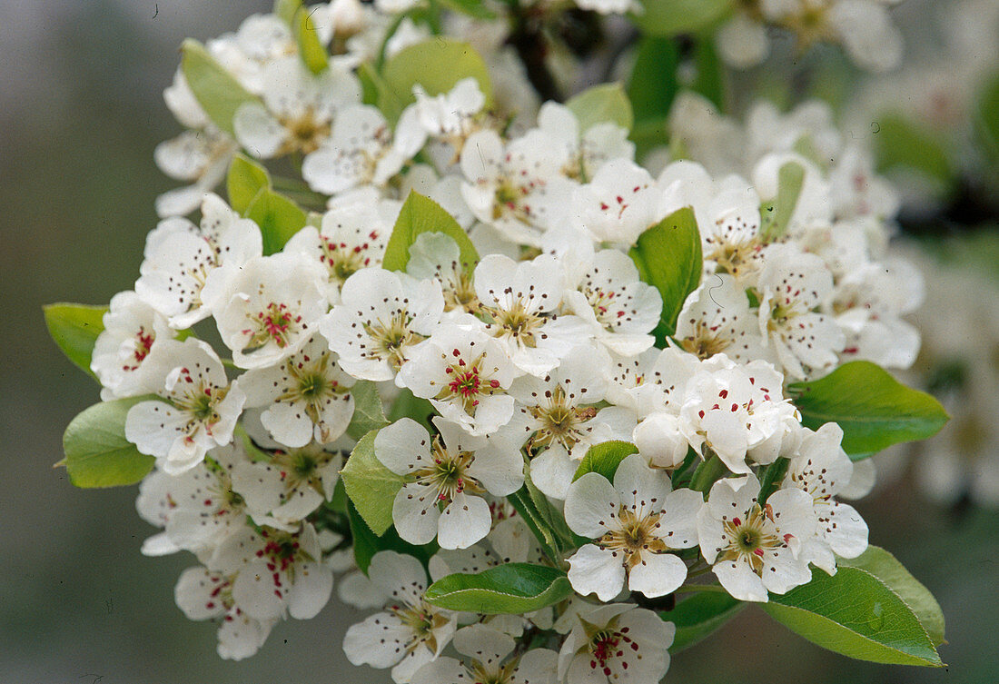 Pyrus communis (Pear blossom)