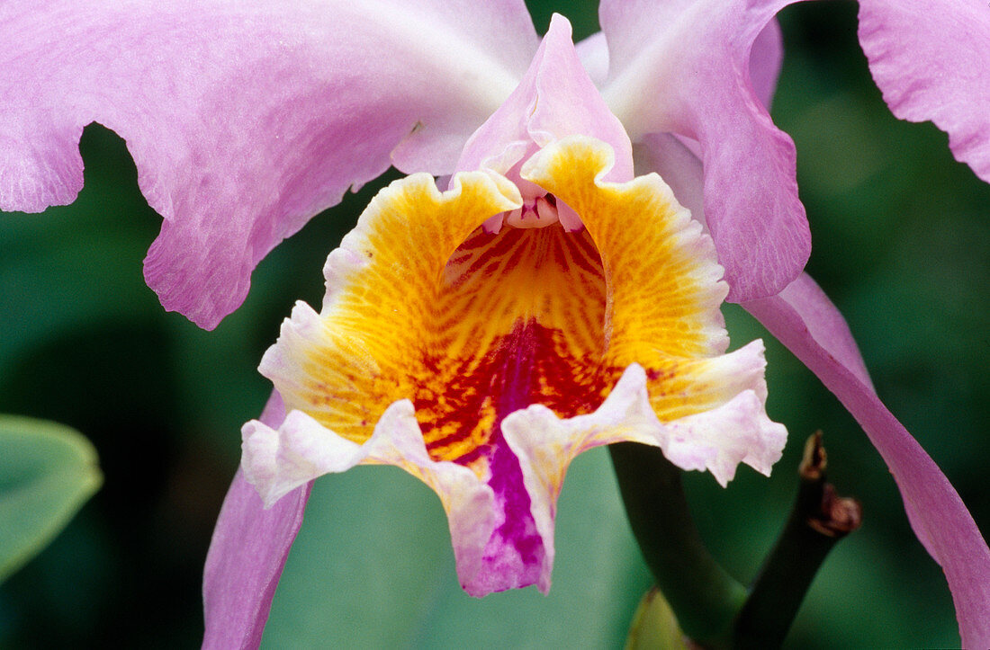 Cattleya (orchid)