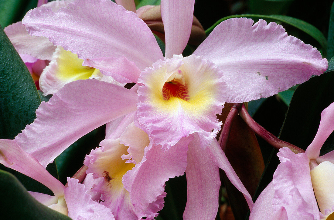 Laelia Hyb Bl 01